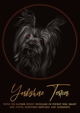 Yorkshire Terrier