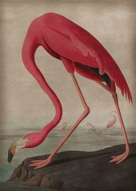 Vintage Pink Flamingo