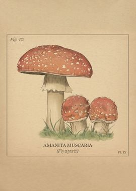 Amanita muscaria