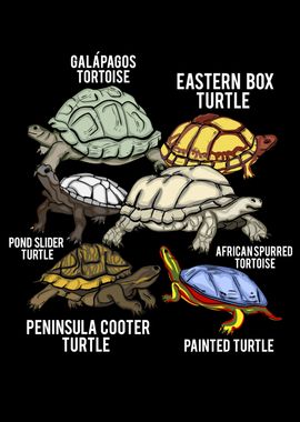 Turtle Breeds Gift Turtle