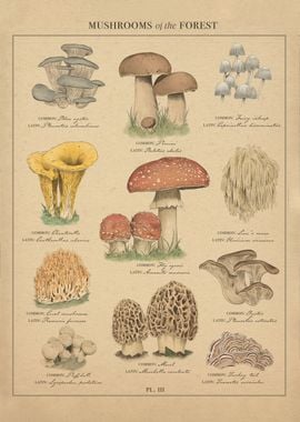 Mushrooms of the forest