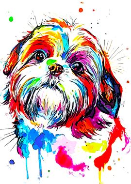 Shihtzu