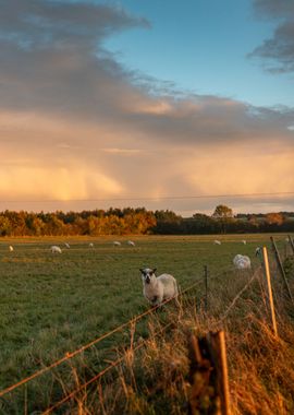 Photograph Sheep at Sunset