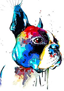 French Bulldog