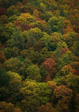 Autumn trees