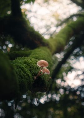 Enchanted Mushrooms