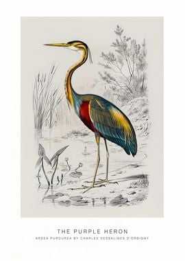 The Purple Heron