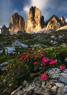 Summer Morning in the Alps