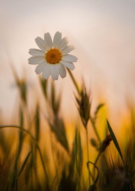 chrysanthemum wheat