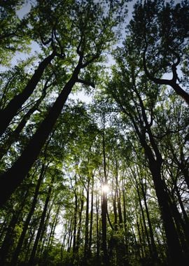 Forest and Sun