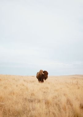 Bison sunlight