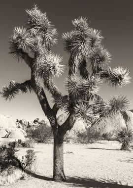 Joshua Tree