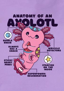 Axolotl Anatomy