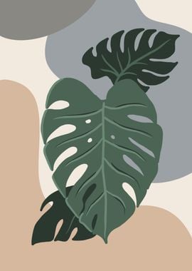 monstera plants