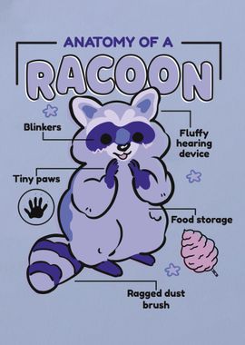 Racoon Anatomy