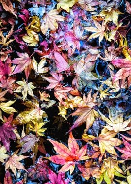 Fallen Maple Leaves