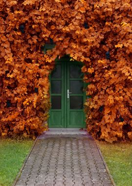 Dark grapes Entrance