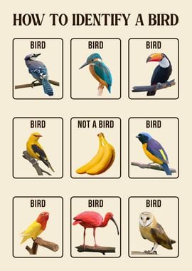 How To Identify A Bird