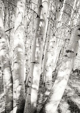 Aspens bw