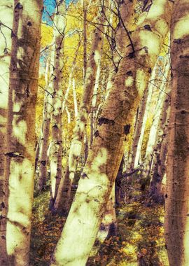 Aspen Forest