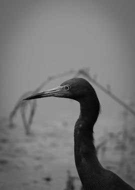 Little Blue Heron Photo