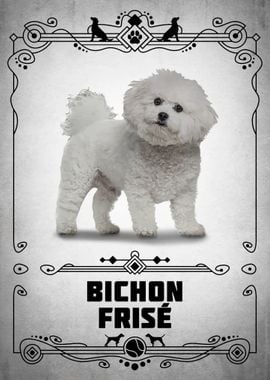 Bichon Frise