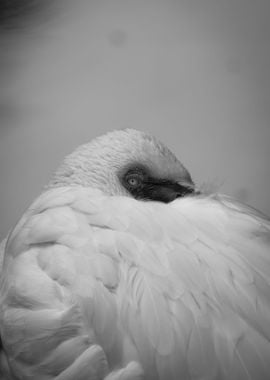 Flamingo Monochrome Photo