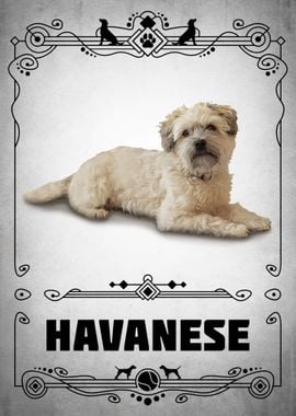 Havanese