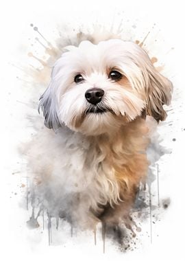 Havanese dog