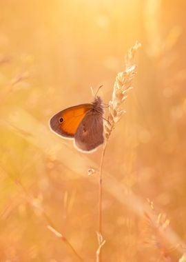 Summer butterfly in meadow