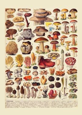 mushroom types vintage