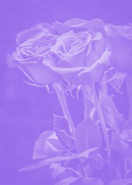 purple rose aesthetic 