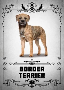 Border Terrier