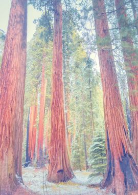 Sequoias