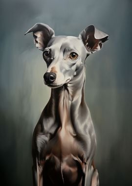 Italian Greyhound