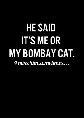 Funny Cats My Bombay Cat