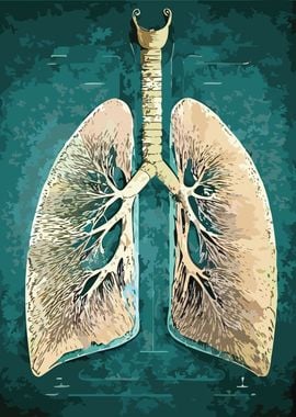 Lungs