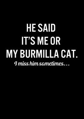 Funny Cats My Burmilla Cat