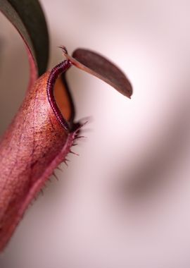 Nepenthes pitcher