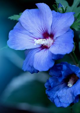 Blue hibiscus flowers