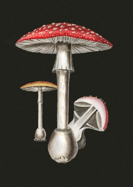 Amanita Muscaria 6