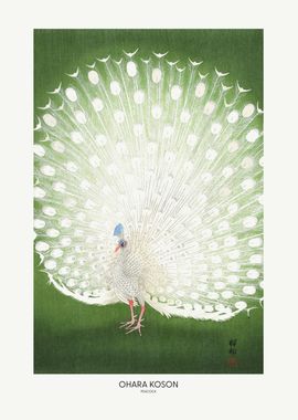 Peacock - Cropped