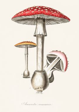 Amanita Muscaria 1