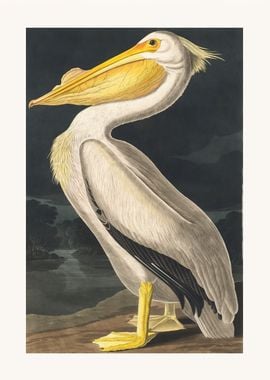 American White Pelican