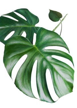 Monstera leafs