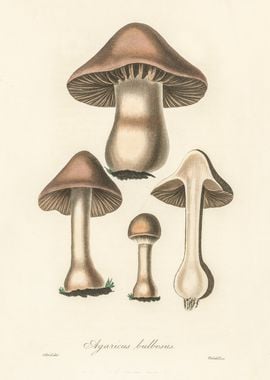 Agaricus Bulbosus 1