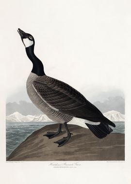 Hutchins's Barnacle Goose