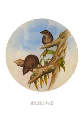 Agile antechinus Print