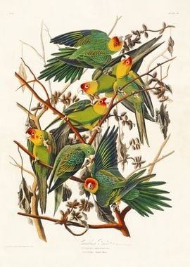 Carolina Parrot