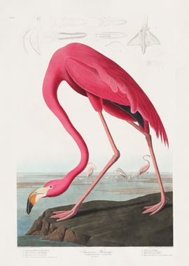 Pink Flamingo